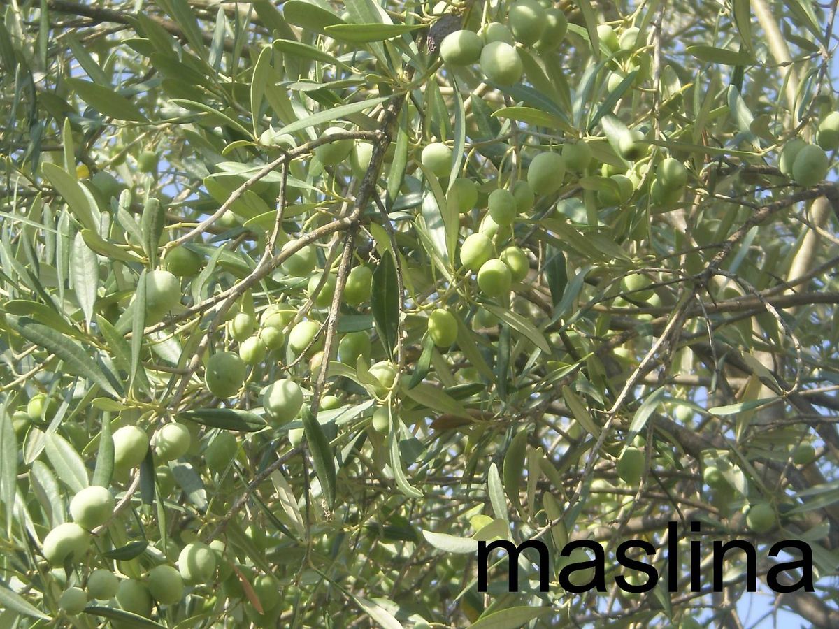 Prodajem kuću na Crnogorskom primorju- Tivat